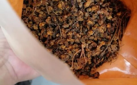 菊花茶为何是苦的？从品种选择到养护全解析
