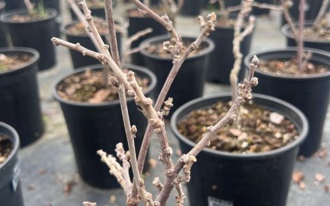普罗旺斯紫藤到底是什么品种？揭秘其真实身份与养护指南