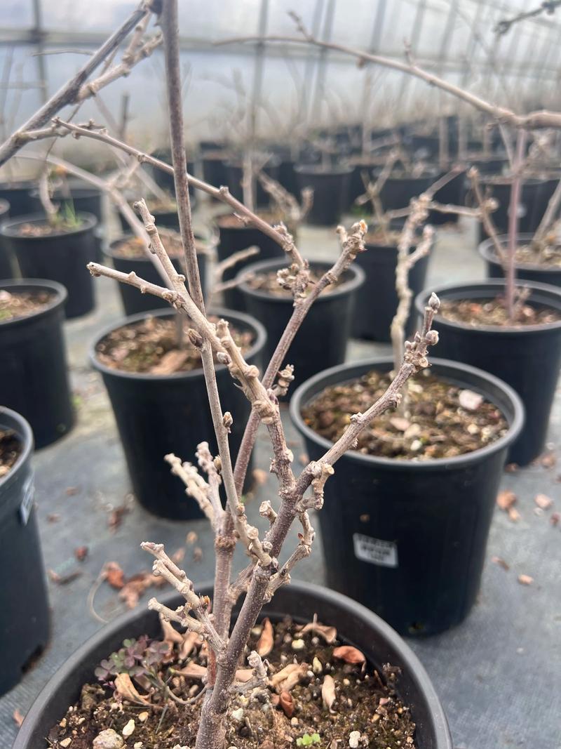 普罗旺斯紫藤到底是什么品种？揭秘其真实身份与养护指南