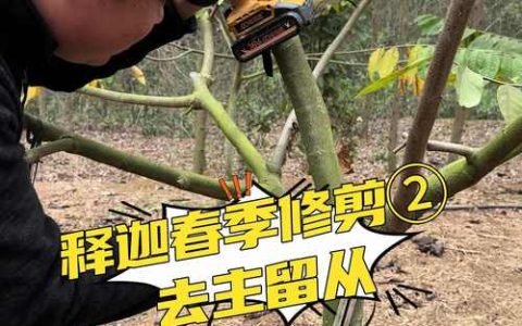 释迦果树叶枯萎了怎么办？按这4步排查，快速救活你的果树