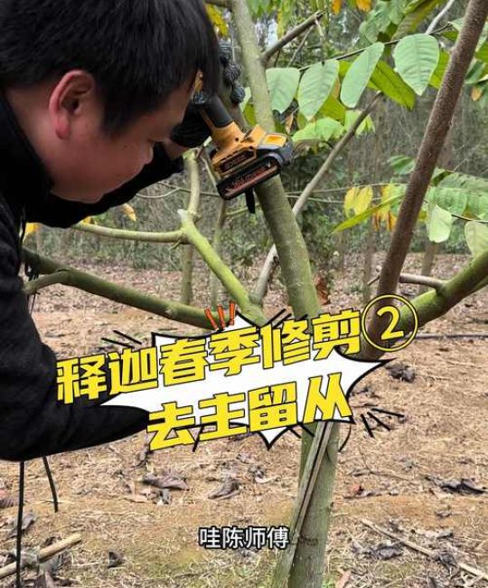 释迦果树叶枯萎了怎么办？按这4步排查，快速救活你的果树