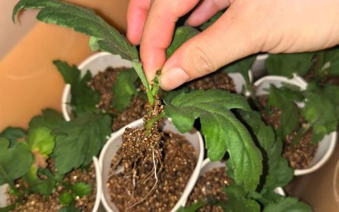 菊花扦插繁殖技术指南：成活率与时间控制