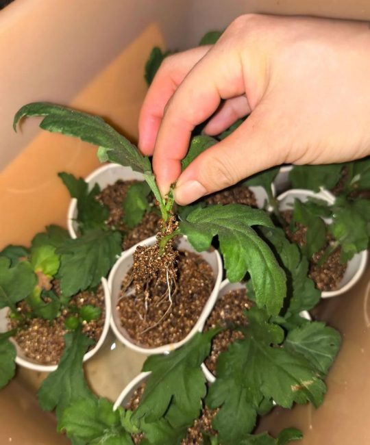 菊花扦插繁殖技术指南：成活率与时间控制
