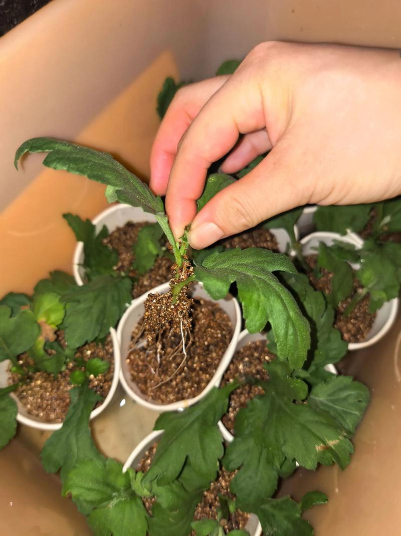 菊花扦插繁殖技术指南:成活率与时间控制 菊花扦插繁殖技术指南:成活率与时间控制