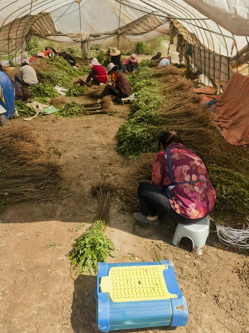 紫穗槐苗采购渠道深度分析:如何科学筛选优质供应商与规避风险 第二步:品种真实性核查与规格匹配度分析