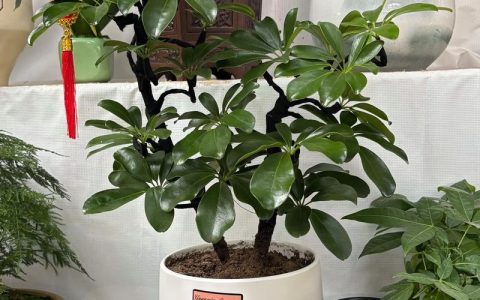 鸭脚木属于发财树吗？一次讲清楚