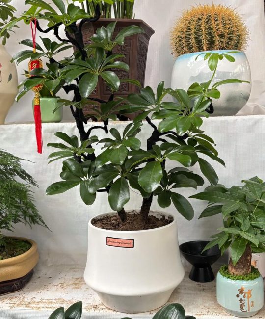 鸭脚木属于发财树吗？一次讲清楚