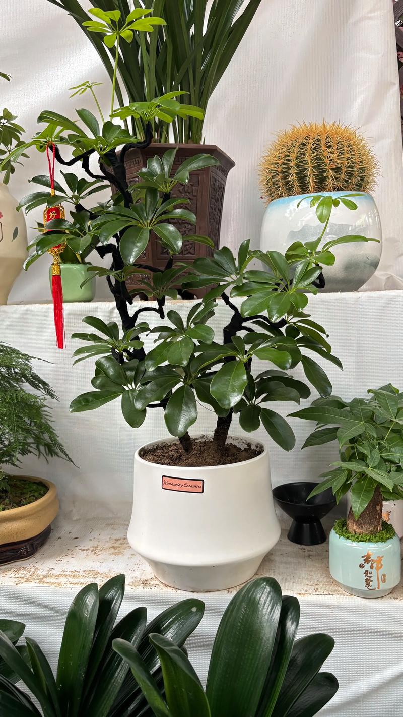 鸭脚木属于发财树吗?一次讲清楚 一、植物学“身份证”完全不同
