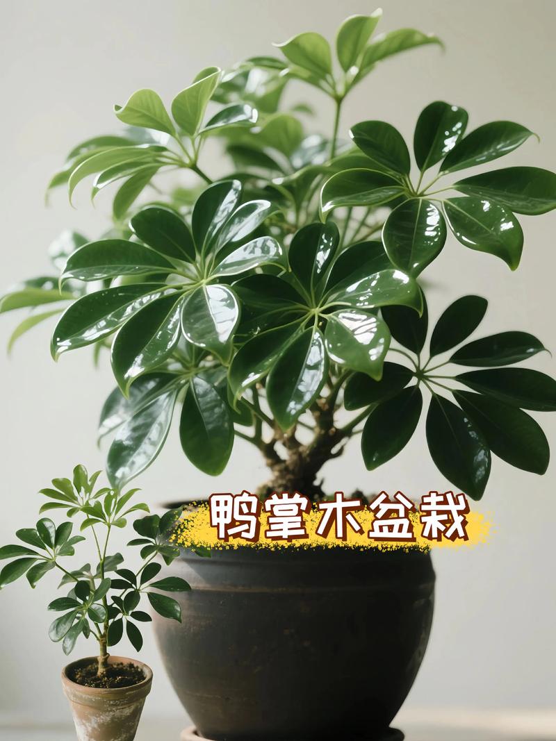 鸭脚木属于发财树吗?一次讲清楚 三、养护习性大不同