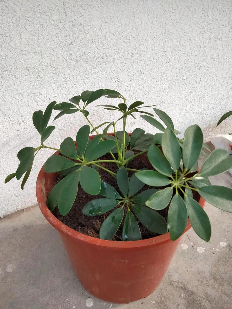 鸭脚木属于发财树吗?一次讲清楚 五、总结与推荐