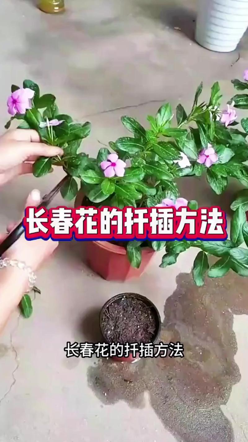 长春花什么时候扦插好?最佳时间与扦插全攻略 二、基质配制:保水透气是关键