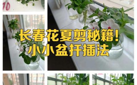 长春花什么时候扦插好？最佳时间与扦插全攻略