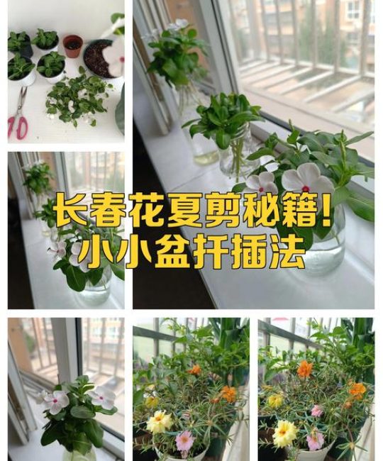 长春花什么时候扦插好？最佳时间与扦插全攻略