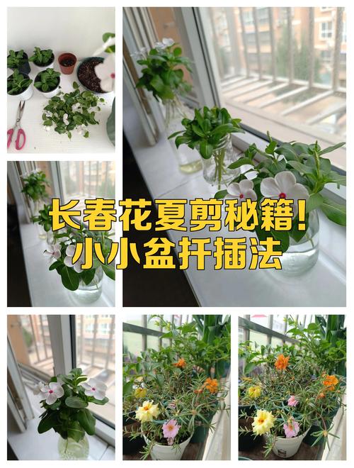 长春花什么时候扦插好?最佳时间与扦插全攻略 一、最佳扦插时间:基于气温与母株生理状态