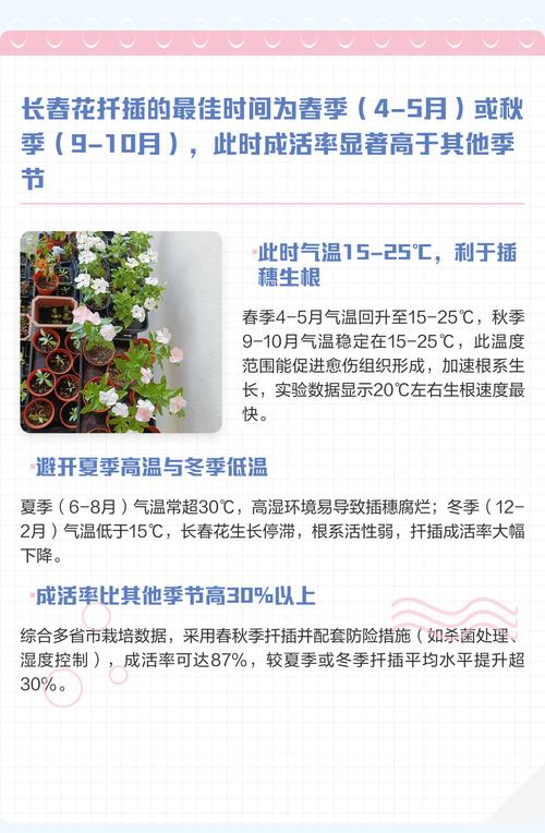 长春花什么时候扦插好?最佳时间与扦插全攻略 三、插穗选择与处理:半木质化壮枝为佳