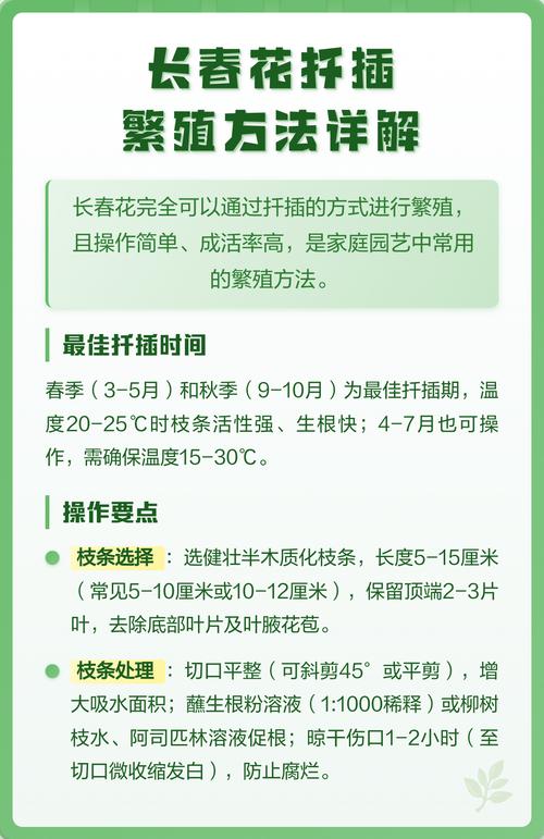 长春花什么时候扦插好?最佳时间与扦插全攻略 四、扦插操作与温湿度管控