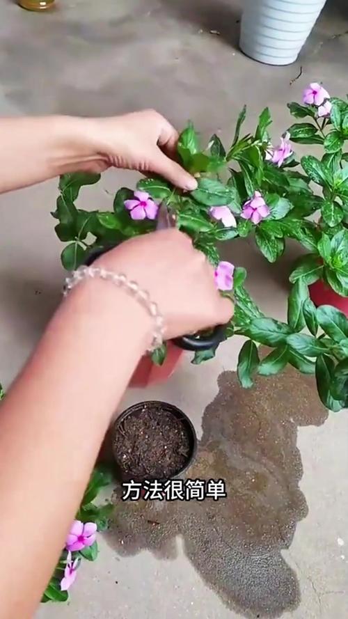 长春花什么时候扦插好?最佳时间与扦插全攻略 总结:3个核心可执行动作