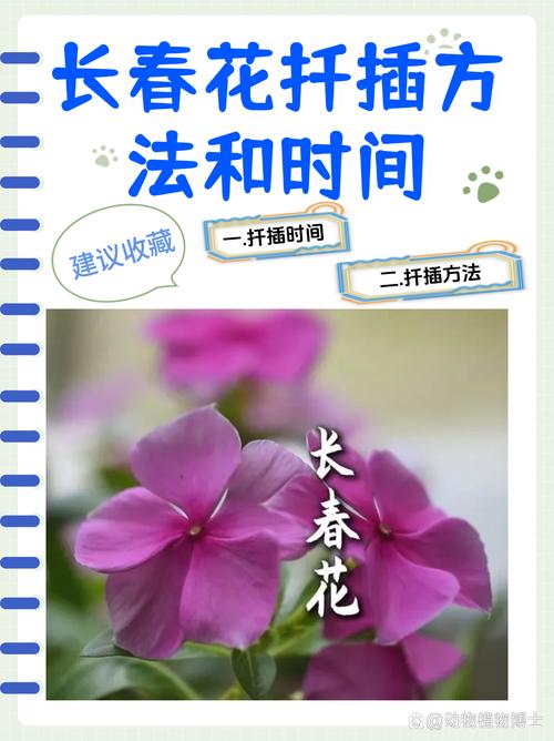 长春花什么时候扦插好?最佳时间与扦插全攻略 六、炼苗与移栽决策