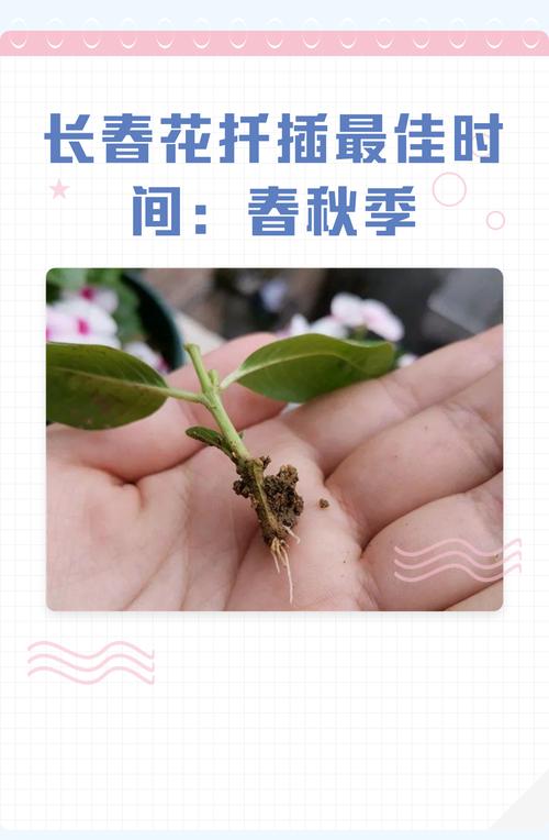 长春花什么时候扦插好?最佳时间与扦插全攻略 五、成活率影响因素与补救措施