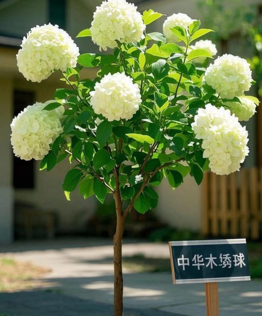 木绣球耐旱吗？地栽与盆栽的耐旱真相及浇水指南