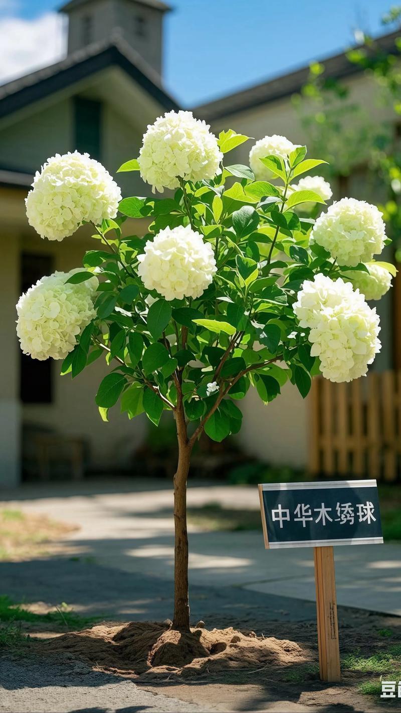 木绣球耐旱吗?地栽与盆栽的耐旱真相及浇水指南 木绣球耐旱吗?地栽与盆栽的耐旱真相及浇水指南