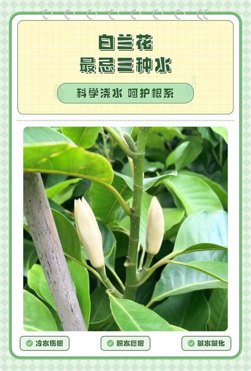 白兰花喜水吗?浇水掌握这几点,花开满枝头 二、浇水核心原则:见干见湿,浇则浇透