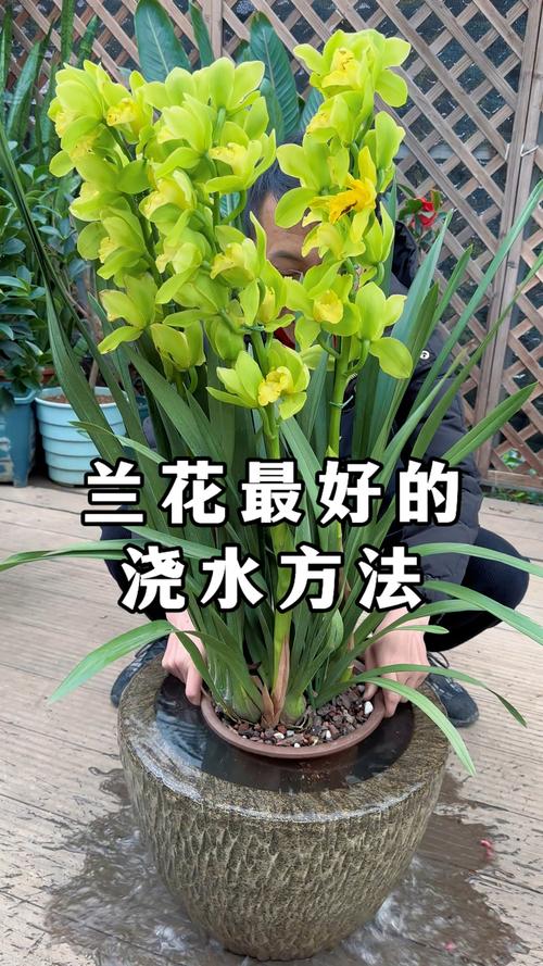 白兰花喜水吗?浇水掌握这几点,花开满枝头 三、不同季节的浇水调整