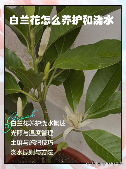白兰花喜水吗?浇水掌握这几点,花开满枝头 四、浇水水质与土壤配置