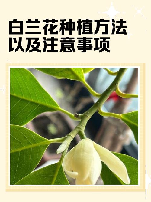 白兰花喜水吗?浇水掌握这几点,花开满枝头 六、特殊养护提示