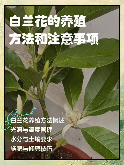 白兰花喜水吗?浇水掌握这几点,花开满枝头 五、浇水过多或过少的判断与补救