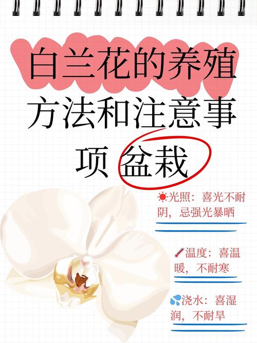 白兰花喜水吗?浇水掌握这几点,花开满枝头 总结