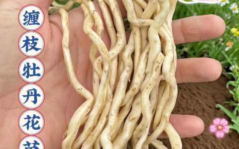 一文读懂牡丹花苗价格：从品种到养护，教你如何选对买值