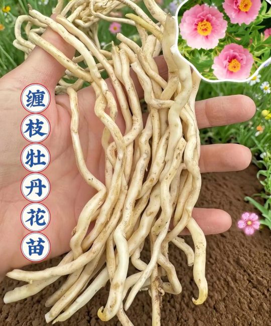 一文读懂牡丹花苗价格：从品种到养护，教你如何选对买值