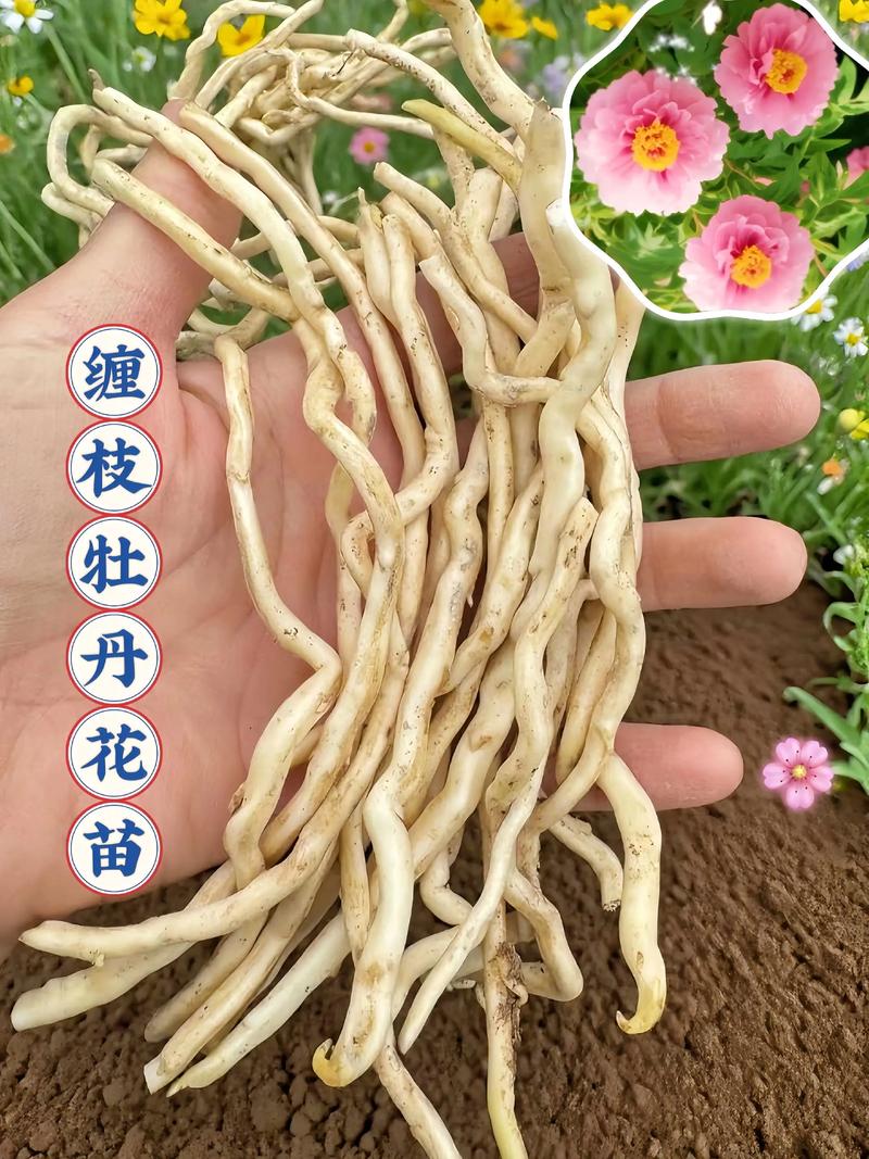 一文读懂牡丹花苗价格:从品种到养护,教你如何选对买值 品种基础档案