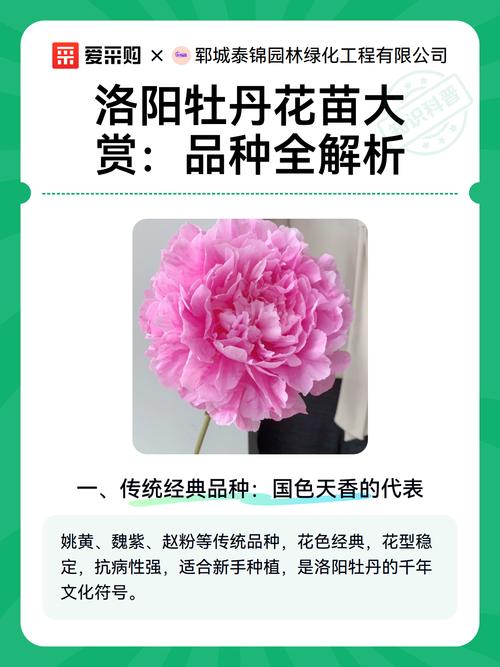 一文读懂牡丹花苗价格:从品种到养护,教你如何选对买值 越冬与越夏管理