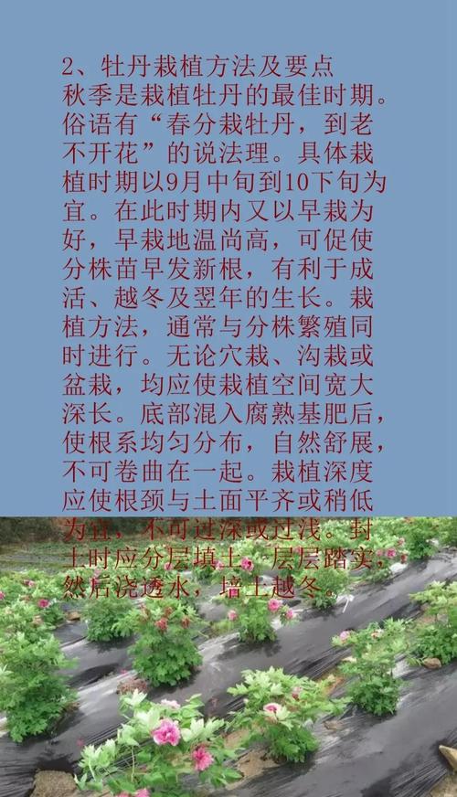 一文读懂牡丹花苗价格:从品种到养护,教你如何选对买值 FAQ