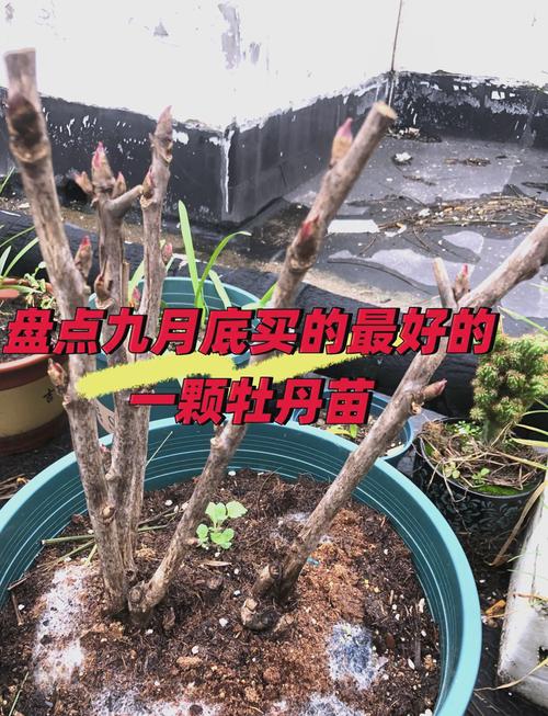 一文读懂牡丹花苗价格:从品种到养护,教你如何选对买值 常见误区与纠正
