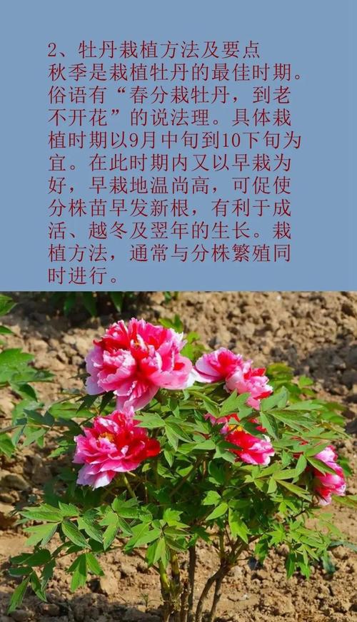 一文读懂牡丹花苗价格:从品种到养护,教你如何选对买值 总结
