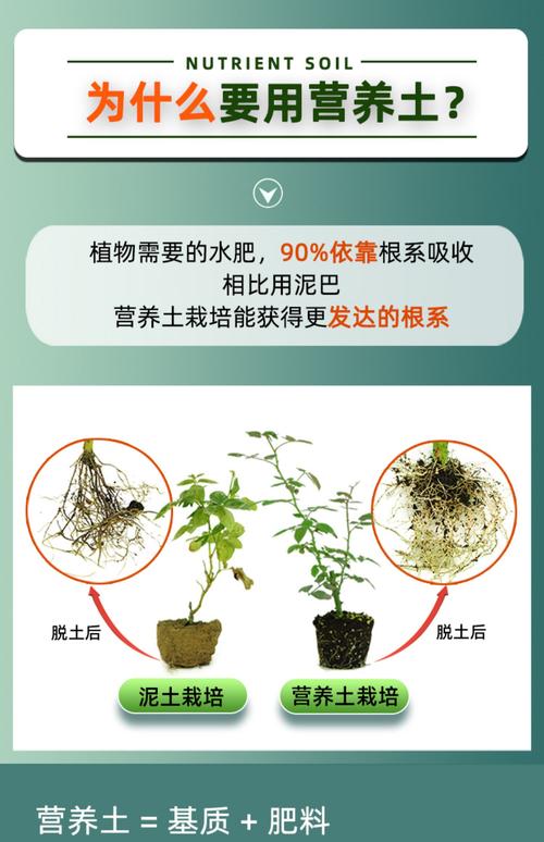 换盆/田间管理：彻底改善土壤结构