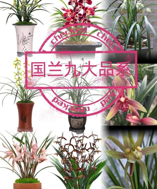 兰花都有哪些品种？4类常见兰花对比，一篇看懂怎么选