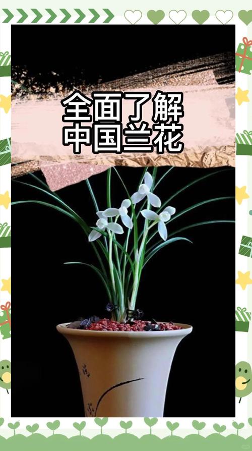 三、总结：兰花不是一种植物，而是一组风格完全不同的选择
