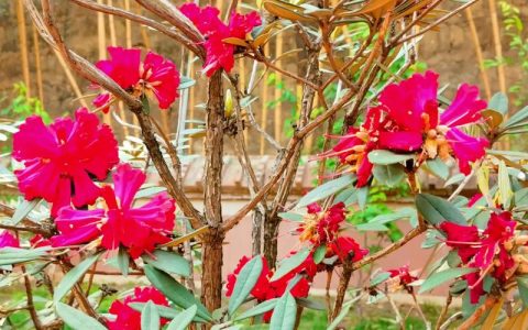 马樱花是什么花？详解马缨花的形态、习性与园林应用