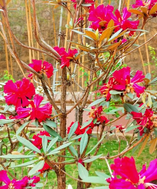 马樱花是什么花？详解马缨花的形态、习性与园林应用