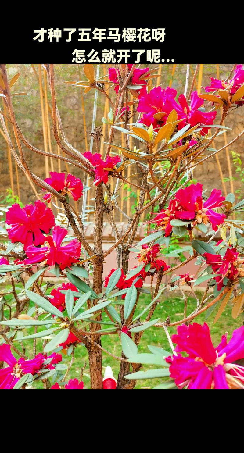 马樱花是什么花?详解马缨花的形态、习性与园林应用 马樱花是什么花?详解马缨花的形态、习性与园林应用