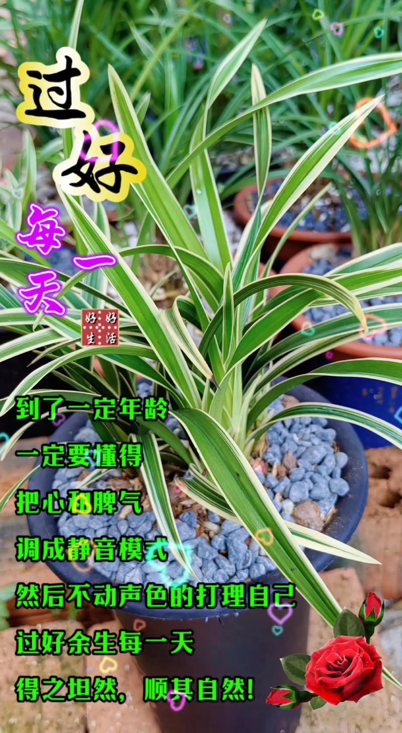 兰花草多少钱一斤?2025年最新价格参考与影响因素分析 规格因素:大小与重量决定基础价
