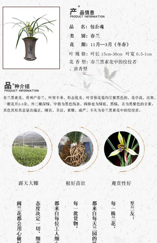 兰花草多少钱一斤?2025年最新价格参考与影响因素分析 数量因素:批发与零售的价差
