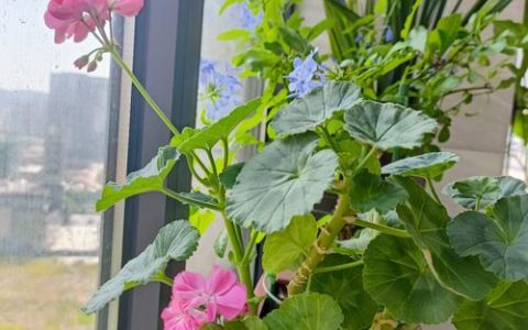 枯萎的花放家里好吗？科学养护与传统习俗的综合解读