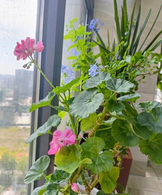 枯萎的花放家里好吗？科学养护与传统习俗的综合解读