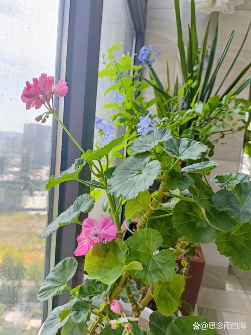 一、枯萎的花在植物生理学上的“隐患”
