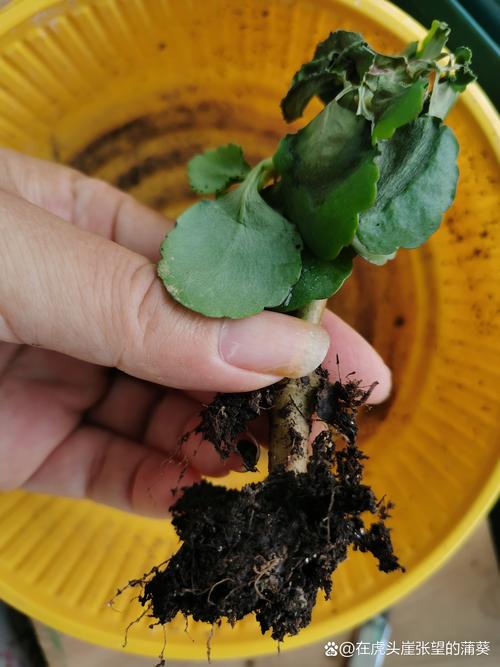 四、如何处理枯萎的花？科学步骤与操作参数